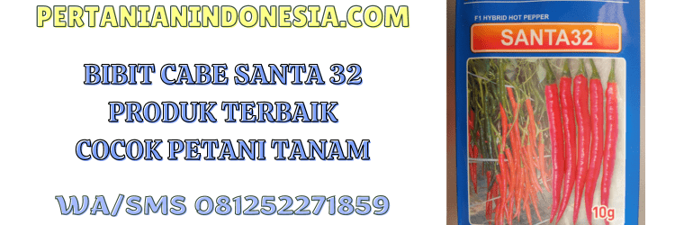bibit,cabe,santa 32,petani,bibit cabe,pertanian indonesia